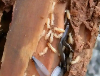 福绵白蚁防治公司分享新房入住防虫攻略，提前布局远离白蚁隐患